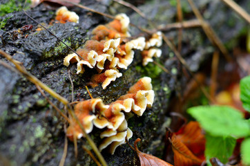 Pilz an einem Baumstamm