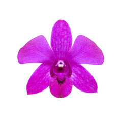 Naklejka na ściany i meble Isolated pink flower, Single dendrobium orchid on white background