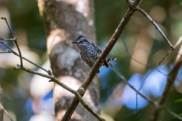 Scaled Antbird photographed in Domingos Martins, Espirito Santo. Southeast of Brazil. Atlantic Forest Biome. Picture made in 2013.