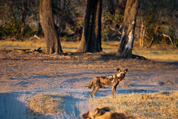 pack of wild dogs hunting in the African bush in the bush. wild dogs prepare an attack in Botswana. portrait of a pack of wild dogs. Animal species in danger of extinction