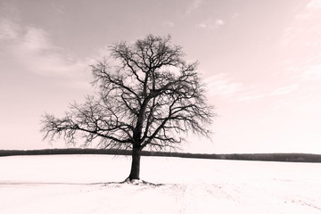 Lonely tree in winter in field on white snow in frosty weather