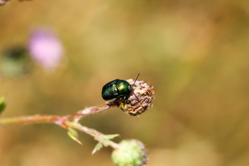 ein grünlicher Käfer sitzt auf einer Pflanze