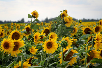 Sonnenblumen auf einem Acker, Feld wachsen der Sonne entgegen