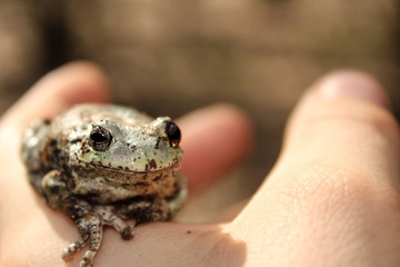 Child's Hand Holding a Grey Treefrog