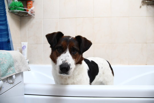 A Cute Dog Taking A Bath With His Paws Up On The Rim Of The Tub