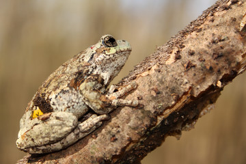 Gray Treefrog Perched on a Tree Branch Facing Upward