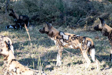 pack of wild dogs with cubs resting in the African savannah, endangered animals in Botswana. Wild dogs in pack that relax in the African afternoon sun with the puppies waiting for the hunt
