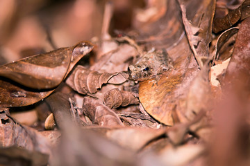 Pointy nosed Robber Frog photographed in Domingos Martins, Espirito Santo. Southeast of Brazil. Atlantic Forest Biome. Picture made in 2013.