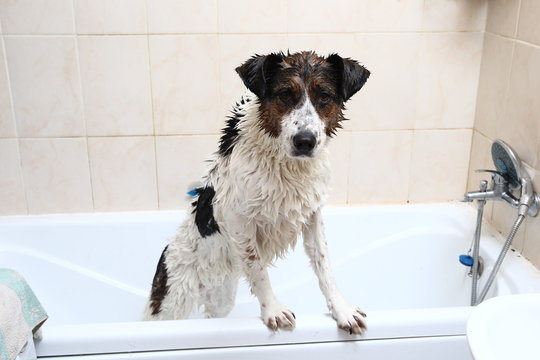 A Cute Dog Taking A Bath With His Paws Up On The Rim Of The Tub