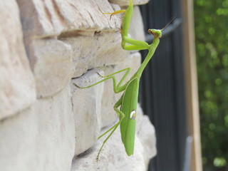 Mantis