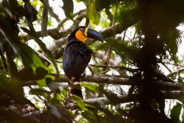Channel billed Toucan photographed in Domingos Martins, Espirito Santo. Southeast of Brazil....