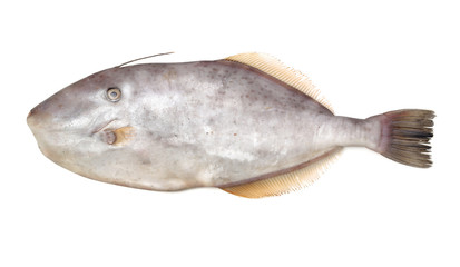 Filefish, Thread-sail filefish fish on white background