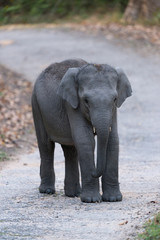 Elephant baby on the main road at Jim Corbett Nationa Park