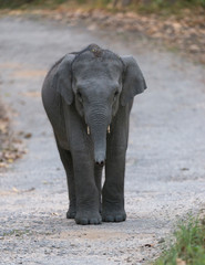 Fototapeta na wymiar Elephant baby on the main road in Jim Corbett National Park,India