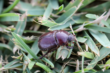 ein Käfer, Krabbeltier, läuft durch das Gras
