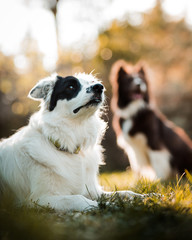 border collie de frente