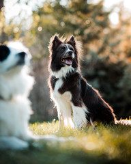 border collie de frente