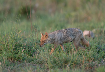Jackal moving in a tall grass in Jim corbett Nationa Park,india