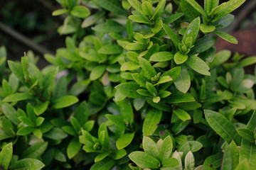 background of green leaves