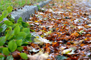 Herbstblätter am Bordstein am Straßenrand einer Straße