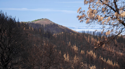 Gran Canaria after forest fire