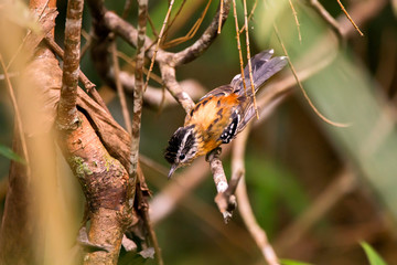 Ferruginous Antbird photographed in Domingos Martins, Espirito Santo. Southeast of Brazil. Atlantic Forest Biome. Picture made in 2013.