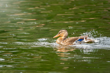 Duck swims in the pond.