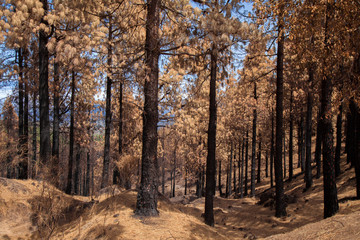 Gran Canaria after forest fire