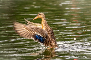 Duck takes off from a pond, wide open wings.