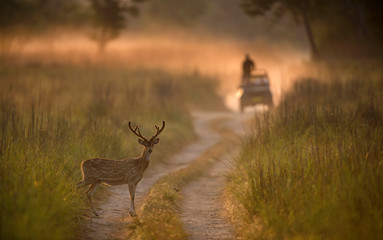 Spotted Deer on the forest trail in Jim corbett National park,India