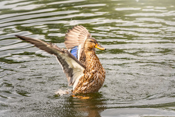 Duck takes off from a pond, wide open wings.