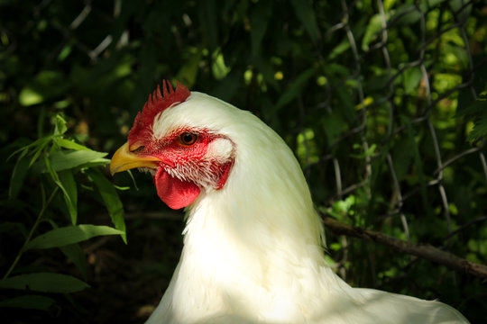One White and Red Cornish Cross Backyard Hen With Green Leaves and Chain Link Fence