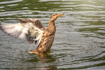 Duck takes off from a pond, wide open wings.