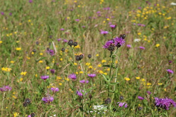 Wildblumenwiese