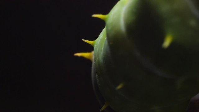 Macro shots of a large green caterpillar. Lights sweeps over the caterpillar revealing different parts of its body.