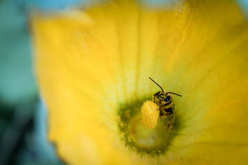 Honeybee Covered in Yellow Pollen Sitting in a Squash Blossom