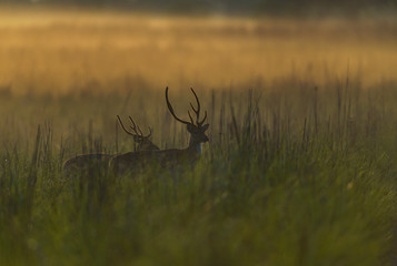 Two Male spotted deers in a tall grass in Jim Corbett National Park