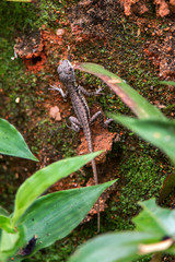 Amazon Lava Lizard photographed in Domingos Martins, Espirito Santo. Southeast of Brazil. Atlantic Forest Biome. Picture made in 2013.