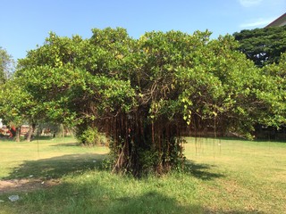 The tree is a long year plant with long stems. Most branches and leaves in the species are...