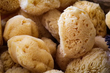 mehrere Naturschwämme die für die Körperpflege benutzt werden