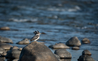 Crested Kingfisher sitting on rocks in Ramganga River at Jim Corbett National Park