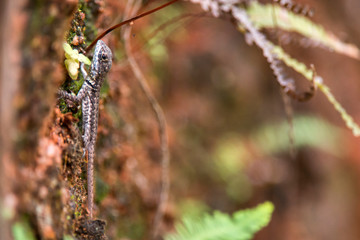 Amazon Lava Lizard photographed in Domingos Martins, Espirito Santo. Southeast of Brazil. Atlantic Forest Biome. Picture made in 2013.