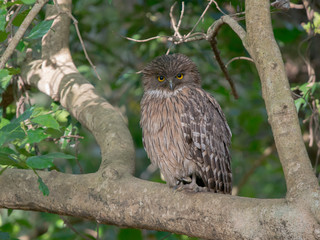 Brown Fish owl roosting on a tree bark in Jim Corbett NAtional Park,india