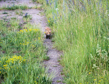 ein junger Fuchs kommt gem&uuml;tlich einen Weg entlang