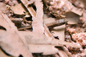 Rainforest gecko photographed in Domingos Martins, Espirito Santo. Southeast of Brazil. Atlantic Forest Biome. Picture made in 2013.