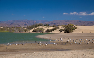 Charca de Maspalomas, Maspalomas lagoon