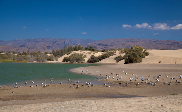 Charca de Maspalomas, Maspalomas lagoon