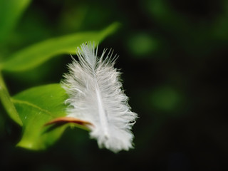 a white little feather hangs on a green leaf.