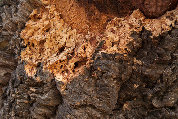 Bark of Quercus suber, commonly called the cork oak