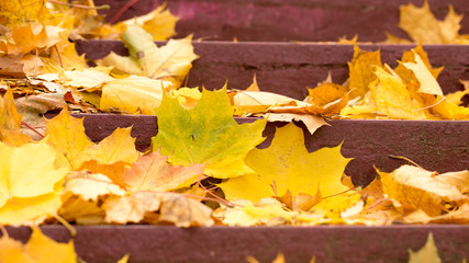 Bright autumn leaves